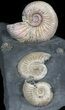 Iridescent Ammonite Fossils Mounted In Shale - x #38171-3